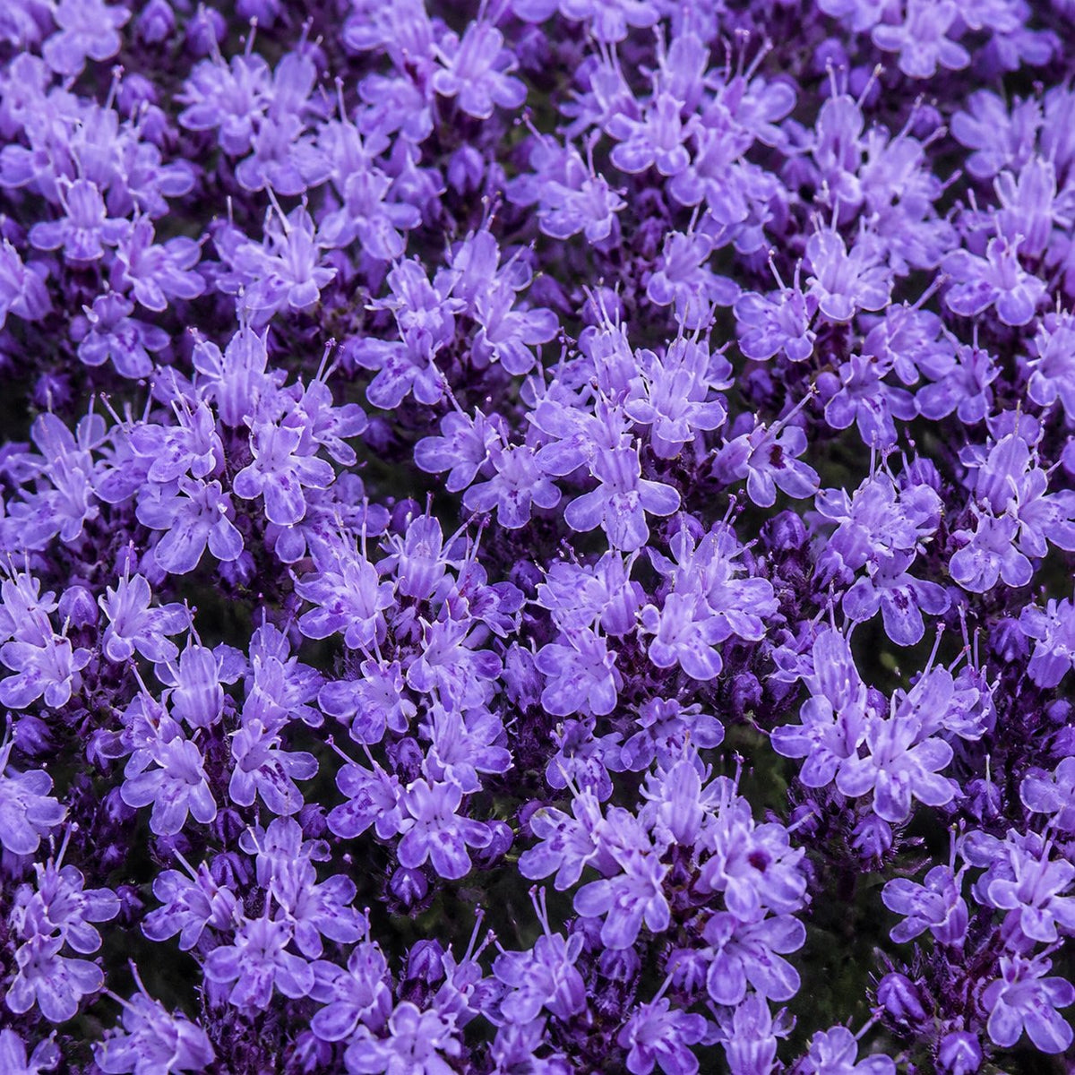 🌺Creeping Thyme Seeds, Multi‑Color Ground Cover Flower Seeds